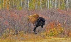 Featured image of post Bing每日图片20210929