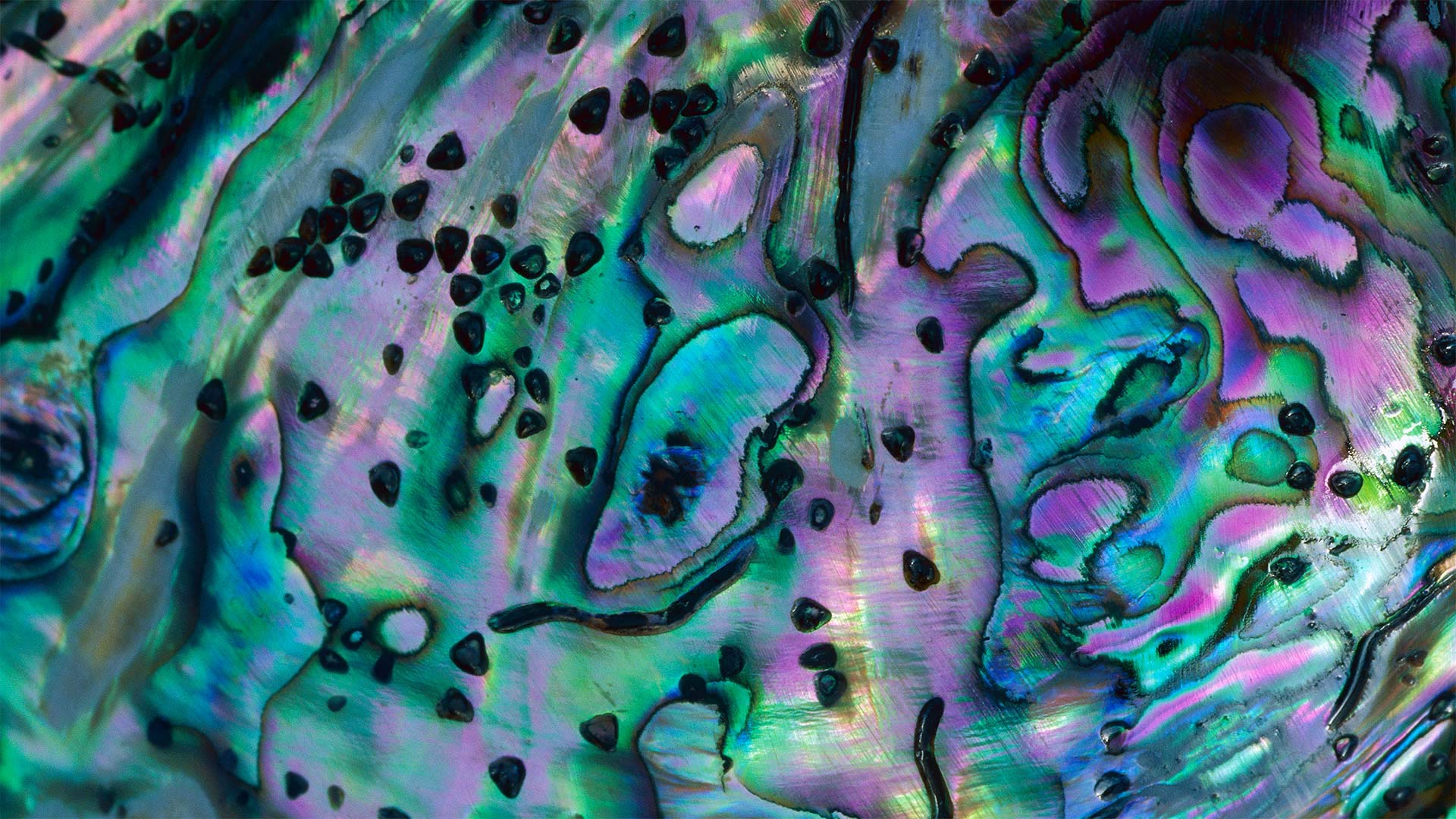 五彩缤纷的鲍鱼贝壳,新西兰 (© Lynda Harper/Minden Pictures)