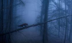 Featured image of post Bing每日图片20211026