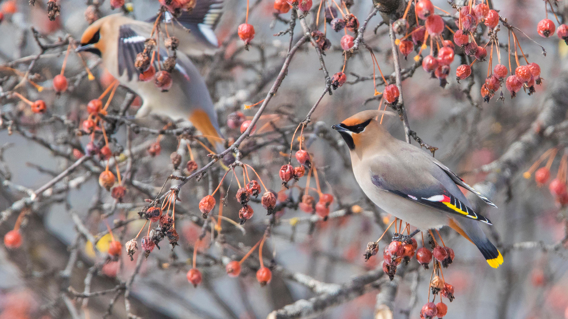 枝头上的太平鸟(北美亚种),加拿大 (© Mircea Costina/Alamy)