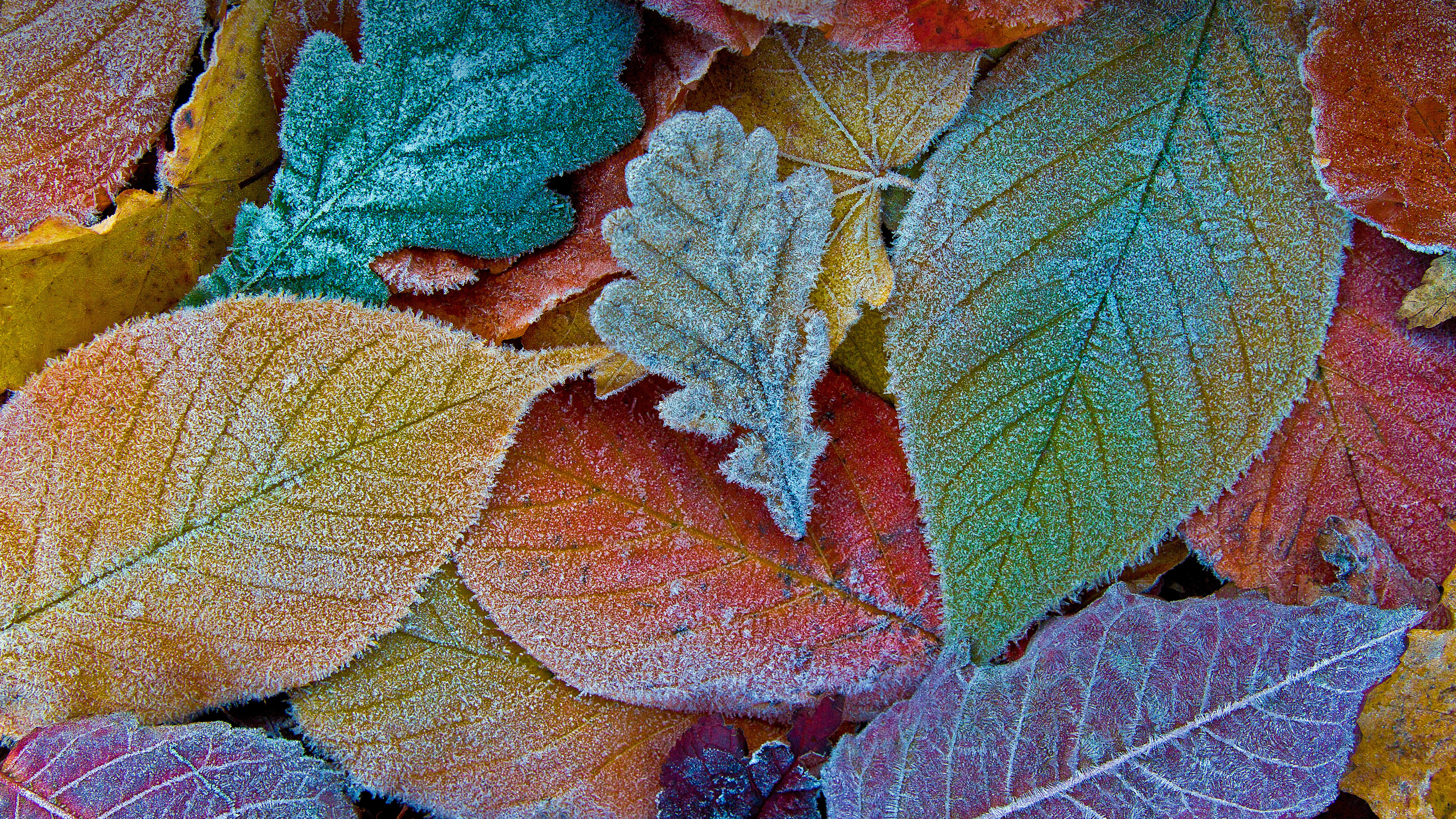 Autumn leaves coated with frost (© sagarmanis/Getty Images)