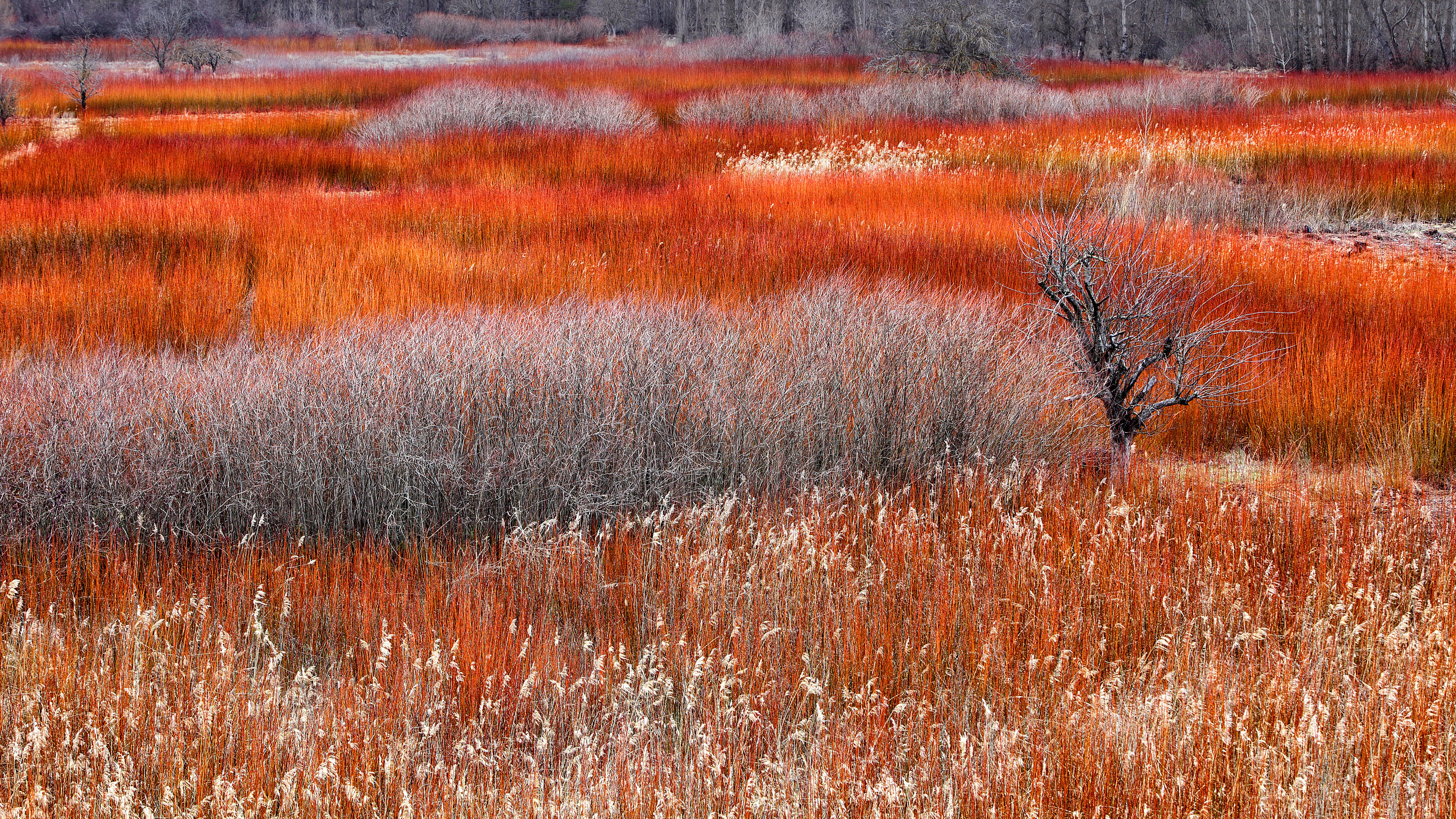 别致的柳条田野,西班牙Cañamares (© David Santiago Garcia/Alamy)