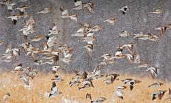 Featured image of post Bing每日图片20211227