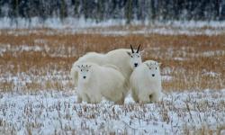 Featured image of post Bing每日图片20211229