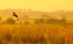 Featured image of post Bing每日图片20220128