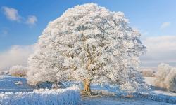 Featured image of post Bing每日图片20220228