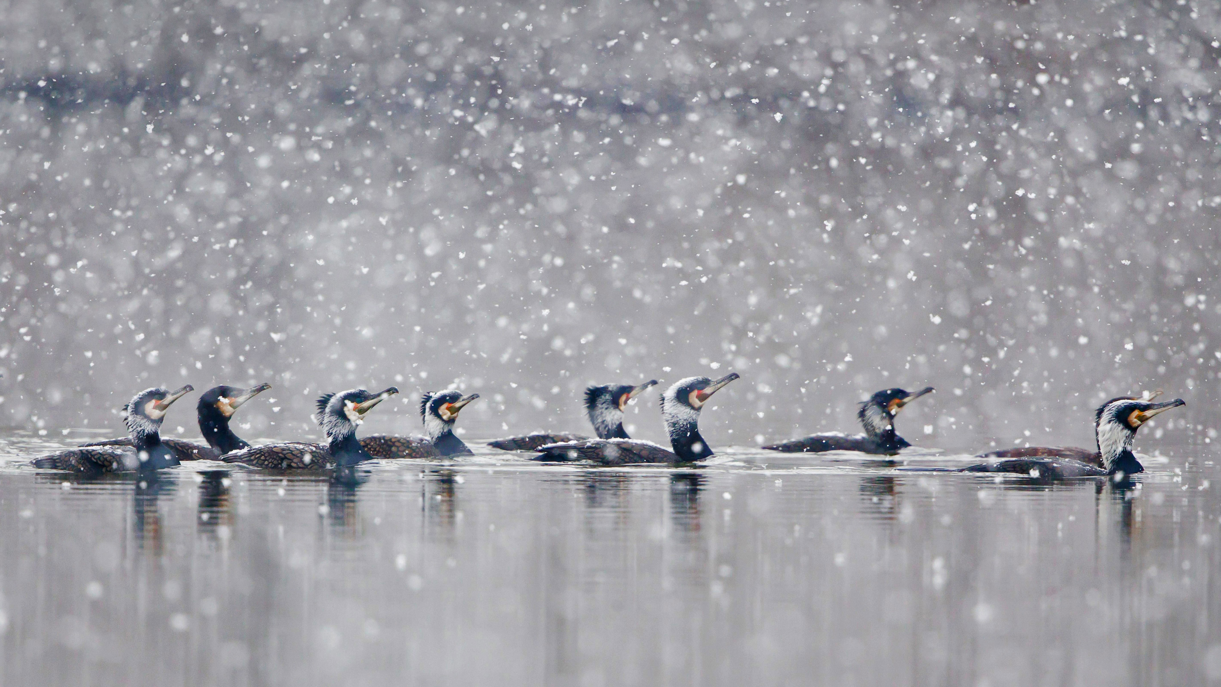在暴风雪中畅游的鸬鹚,德国黑森州 (© Wilfried Martin/Getty Images)