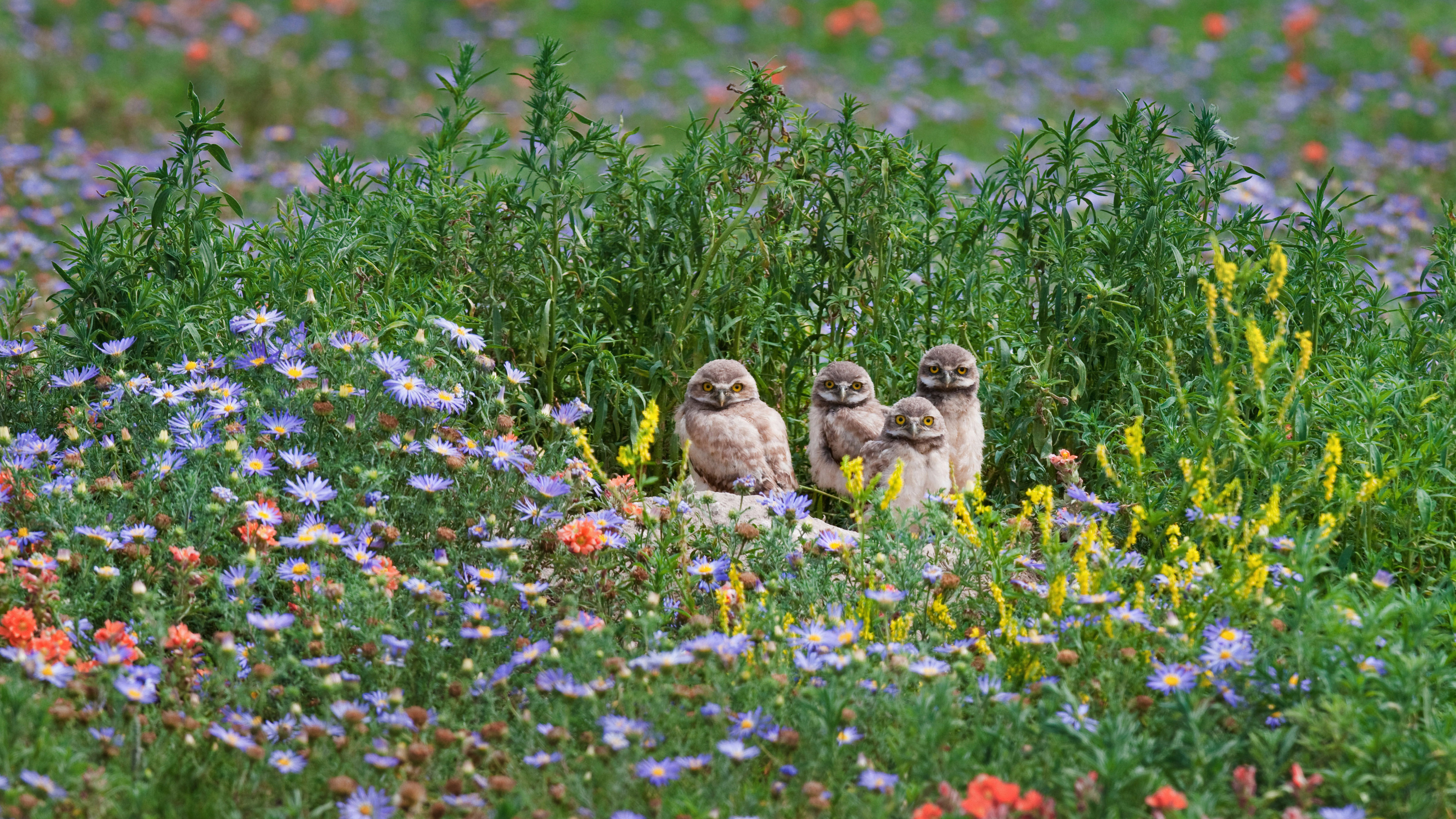 花丛中的小穴鸮们,美国科罗拉多州 (© Roberta Olenick/Alamy)