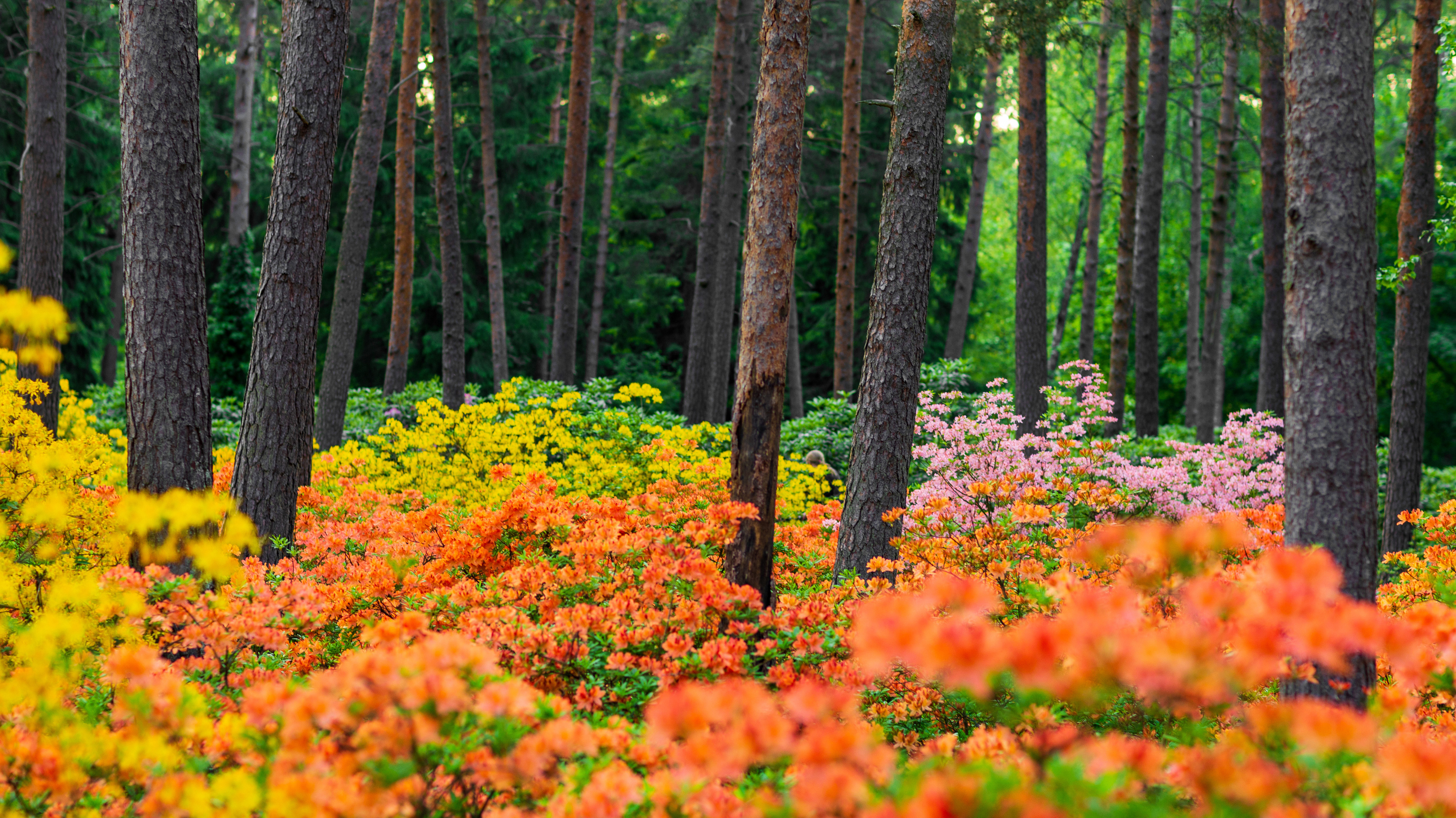 赫尔辛基的哈加杜鹃花公园,芬兰 (© Samuli Vainionpää/Getty Images)