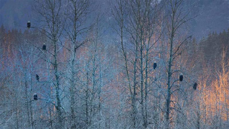 Featured image of post Bing每日图片20221112