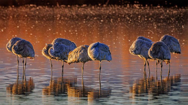 Featured image of post Bing每日图片20230103