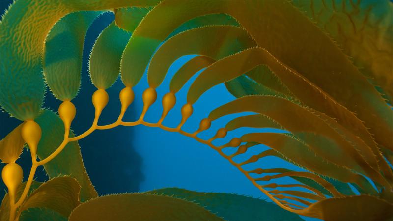 Featured image of post Bing每日图片20230113