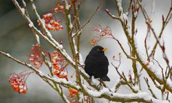 Featured image of post Bing每日图片20230129