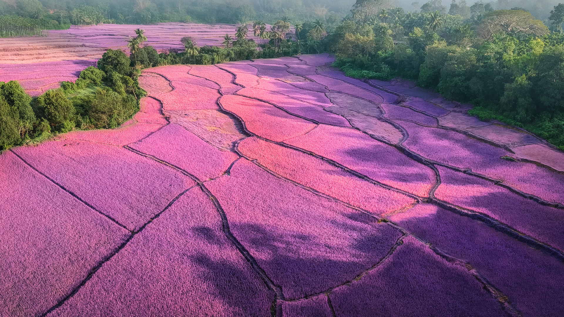 日出时分薄雾笼罩下的薰衣草田,印度 (© Amith Nag Photography/Getty Images)