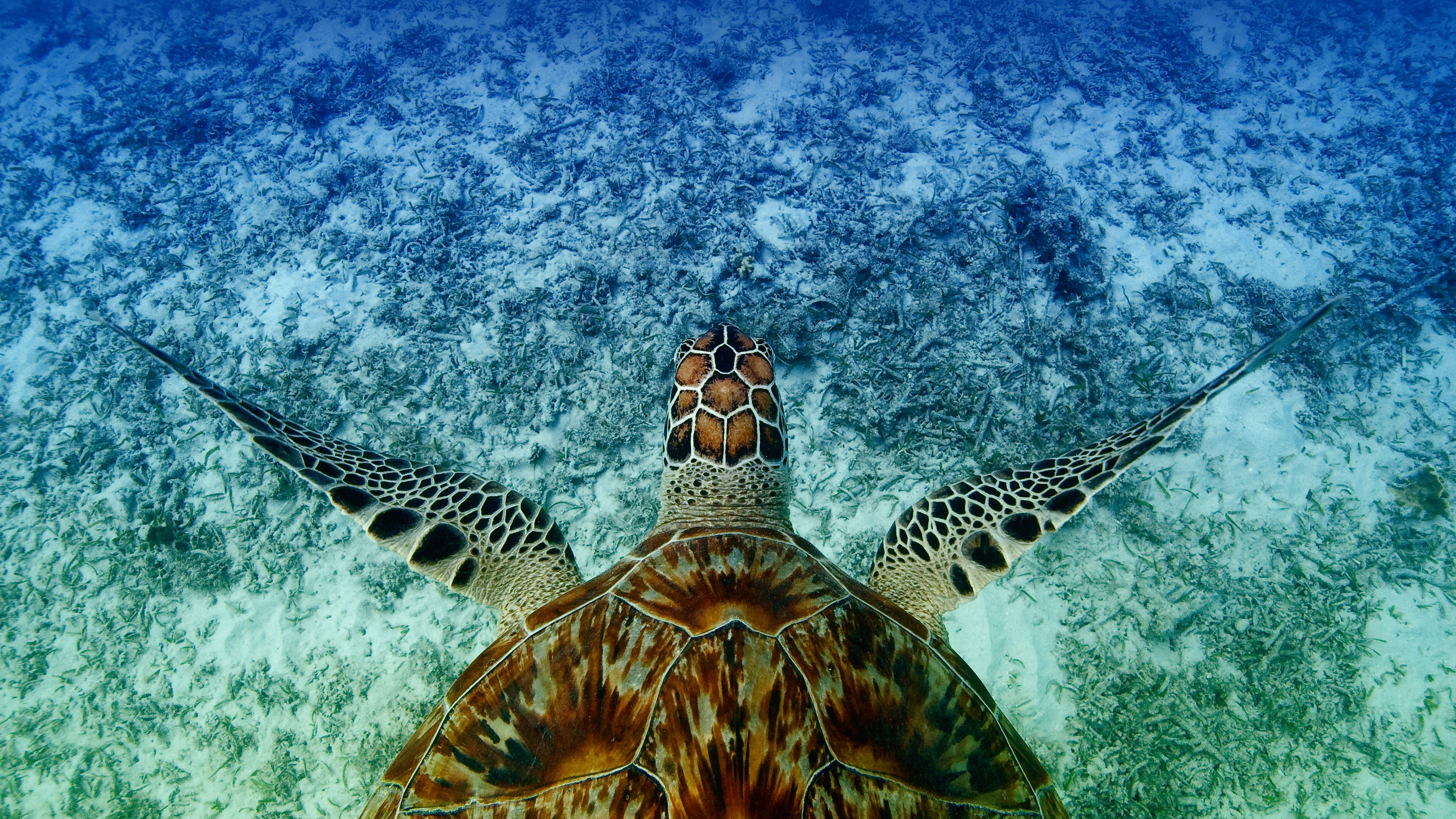 游泳的鹰嘴海龟, 冲绳,日本 (© Robert Mallon/Getty Images)